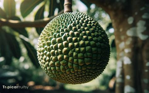 Title: "Essential Guide to Breadfruit" | Breadfruitonline