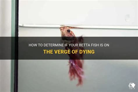 How To Tell If My Betta Fish Is Dying