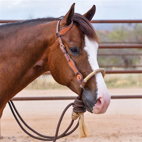 Master the art of horseback riding: Learn how to tie a Bosal Hackamore like a pro!