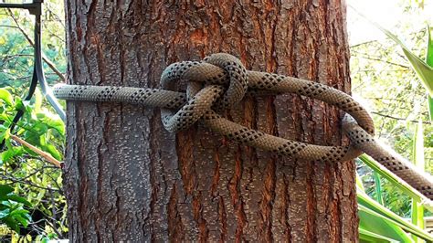 Learn the Best Techniques on How to Efficiently Tie a Rope Around a Tree
