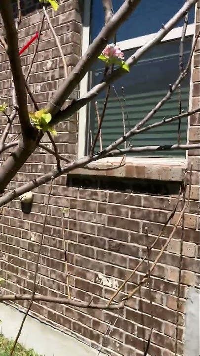 Tree Tying Techniques: A Step-by-Step Guide to Safely Secure Your Trees