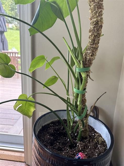 Step-by-Step Guide: How to Properly Tie Up Your Monstera Plant for Optimal Growth