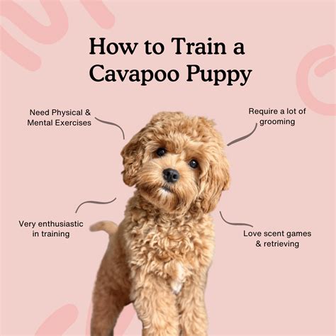 How To Train A Little Dog