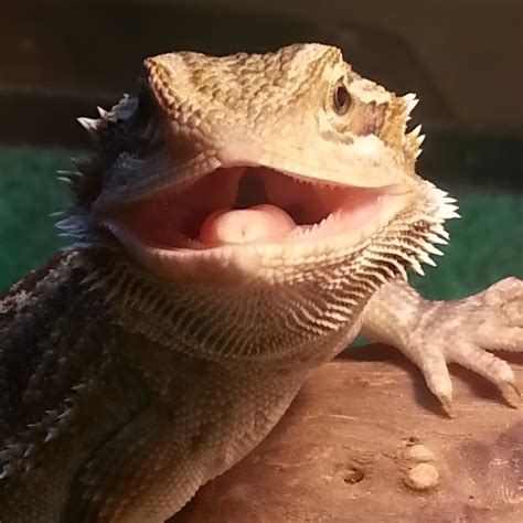 Beginner's Guide: Learn How to Train Your Bearded Dragon Easily