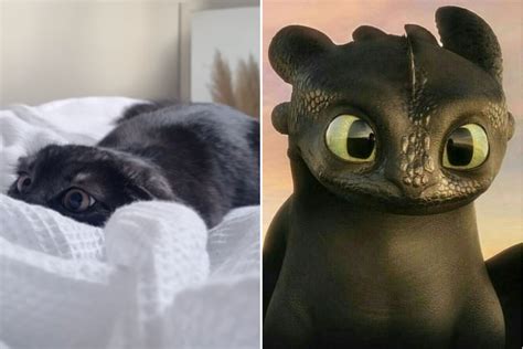 Discover The Ultimate Guide On How To Train Your Dragon Cat Successfully