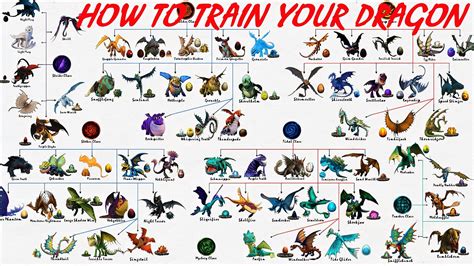 Learn How to Train Your Dragon with Exciting Classes and Expert Tips