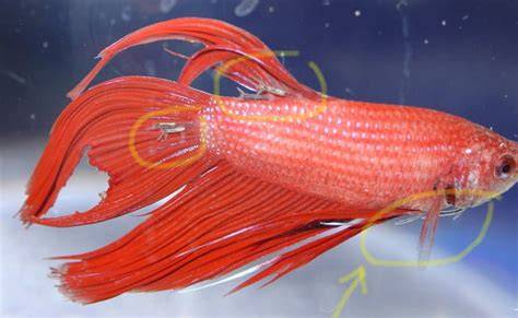 How To Treat A Sick Betta Fish