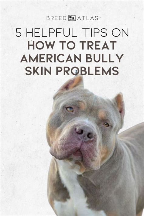 Unleash the Secrets to Radiant Skin: Mastering American Bully Skin Care 101