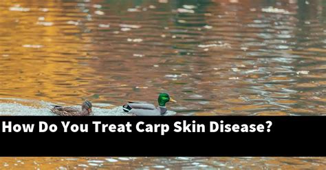 From Scaly to Smooth: Natural Remedies for Treating Carp Skin Conditions