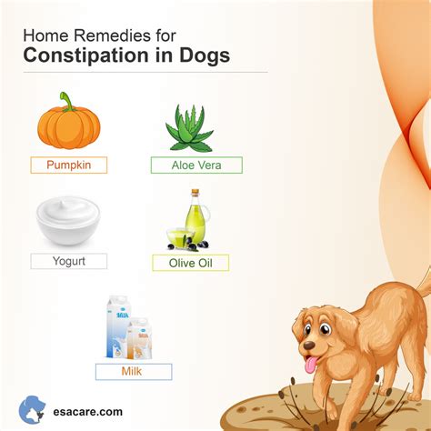 Top Tips on How to Relieve Your Constipated Dog: A Complete Guide