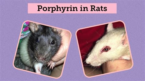 Rat has porphyrin on nose and has been sneezing, but is breathing