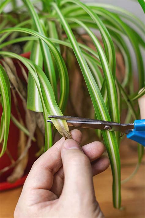 How To Trim A Spider Plant