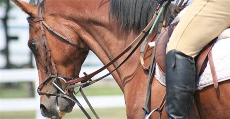 How To Use Draw Reins