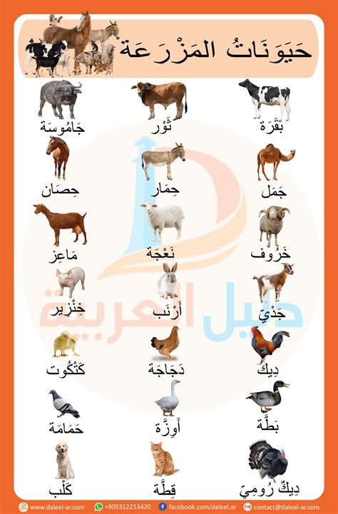 How To Write Farm Animals In Arabic