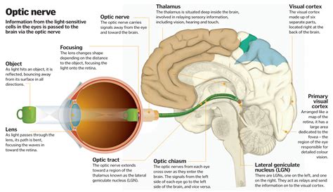 How Vision Works: From Light to Brain Signal