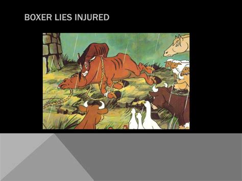 How Was Boxer Injured In Animal Farm