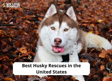 How You Can Help Husky Rescues