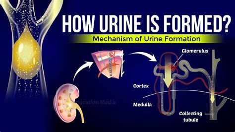 How Your Body Makes Urine: Explained.