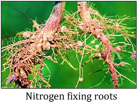 How about loose open up root prick