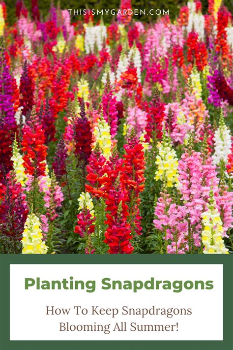 How and when to plant out snapdragons