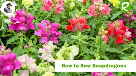 How and when to sow snapdragons