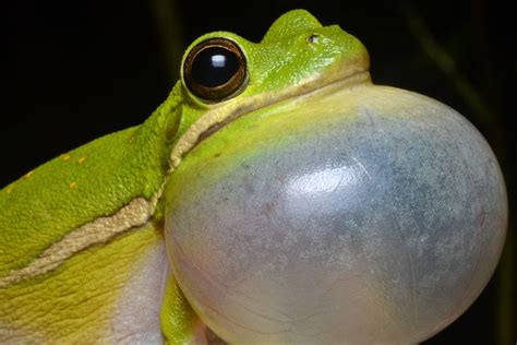 A frog throwing up