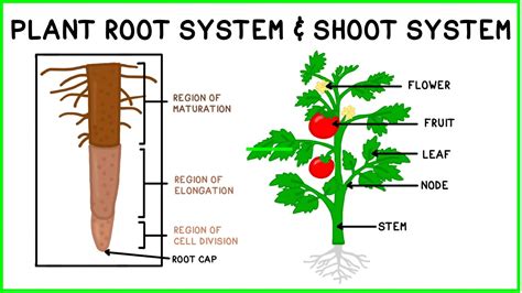 How does the Advanced Shoot System work