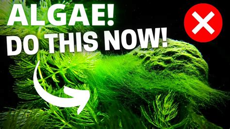 How long does it take for algaecide to work?