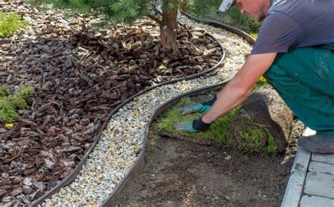 Turfgrass taking root