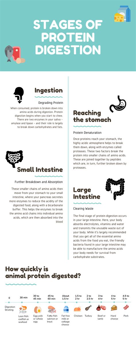 Protein shake digestion time