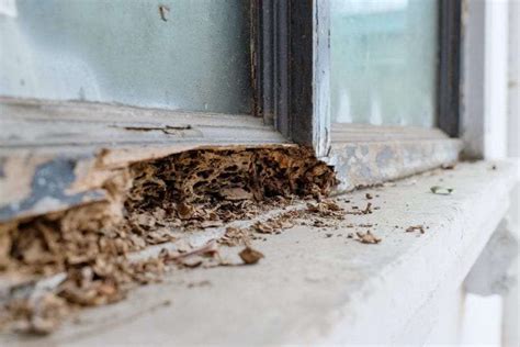 How long does it take to get rid of termites?