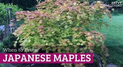How often to prune Japanese maple trees