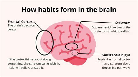 How the Brain Forms a Habit