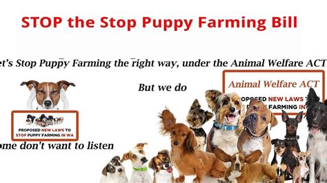 How to Avoid Puppy Farming