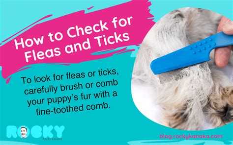 How to Check for Fleas and Ticks