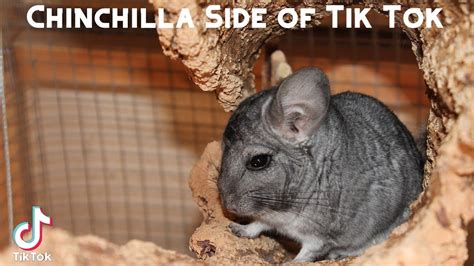 How to Create Engaging Chinchilla Tik Tok Content