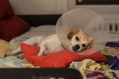 How to Feed Dogs Recovering from Surgery