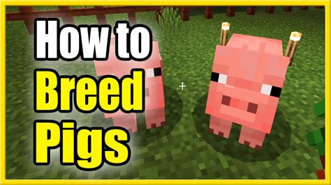 How to Feed Pigs in Minecraft