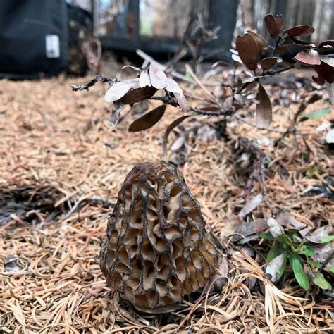 How to Find Burn Morels - Terrain Based Predictions - Modern Forager