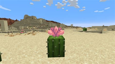 How to Get Cactus in Minecraft