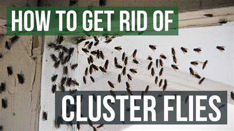Rid Cluster Flies