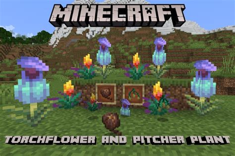 How to Get Torchflower and Pitcher Plant in Minecraft