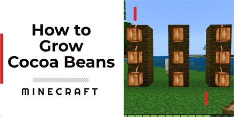 How to Grow Cocoa Beans in Minecraft