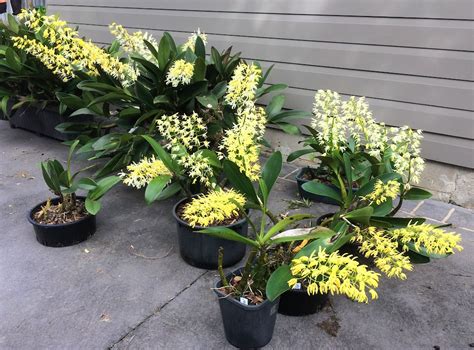 How to Grow Dendrobium Speciosum