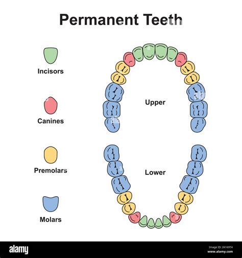 How to Identify Teeth