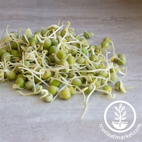 How to Make Sprouted Peas Recipe