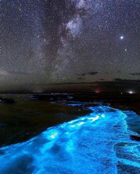 How to Prepare for Bioluminescence Viewing