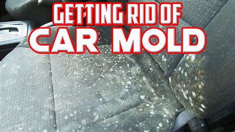 How to Remove Mold from a Car Without a Title