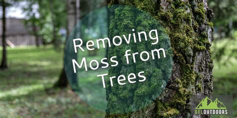 Removing moss from a tree