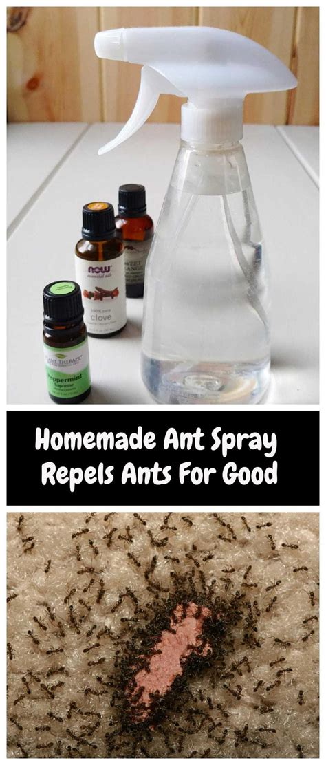 How to Repel Ants